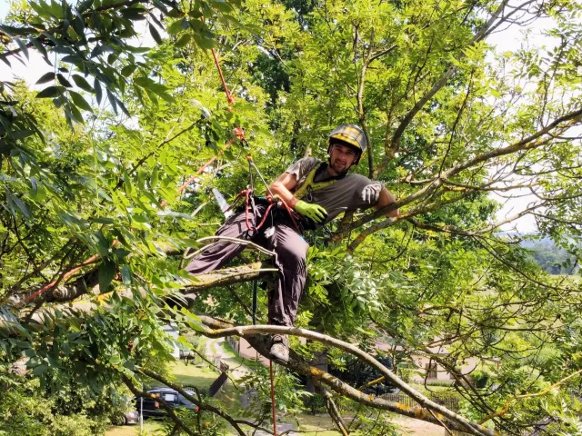 Arborista v koruně stromu s jistícím vybavením