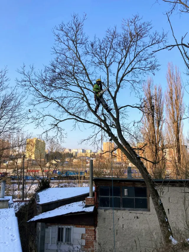 Arborista při kácení stromu v zimní krajině